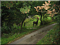 Ponies by the stream