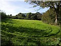 Meadow by Mussel Brook