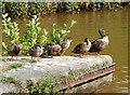 Sunny Ducks, Trent and Mersey Canal