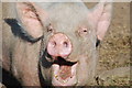SH3936 : Mochyn Hapus - A Happy Pig by Alan Fryer