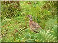 Pheasant waiting to be fed