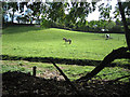 Pony pasture viewed from ancient track