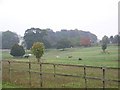 RDA Pembroke Centre and Ponies