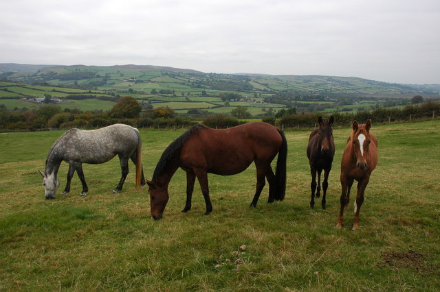 Horses above the Glyn, near Painscastle © Philip Halling :: Geograph ...