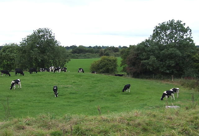 Cattle Grazing, near Audlem, Cheshire