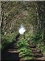 Beaufort Hill Woodland, Lane to N.E.Entrance