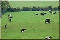 Cattle near Dromore