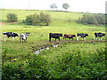 Calves south of Abinger Hammer