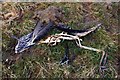 NG2149 : Dead heron / Corra-ghritheach mharbh by Tiger