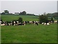 H8848 : An example of intensive "Strip" grazing in a field on the Loughgall to Armagh Road. by P Flannagan