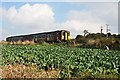 Cabbage Field and Train