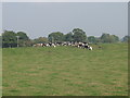 Cattle grazing on the flood prevention bank