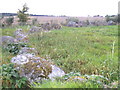 A Stone Circle at  Moyness