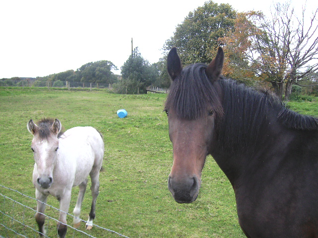 Horses at Whitemire.