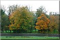 Autumn colours near Donegore