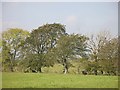 Beeches, showing the prevailing wind