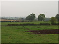 SJ2416 : Cattle grazing at Penthryn Fechan by John Haynes
