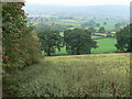 Welsh farmland