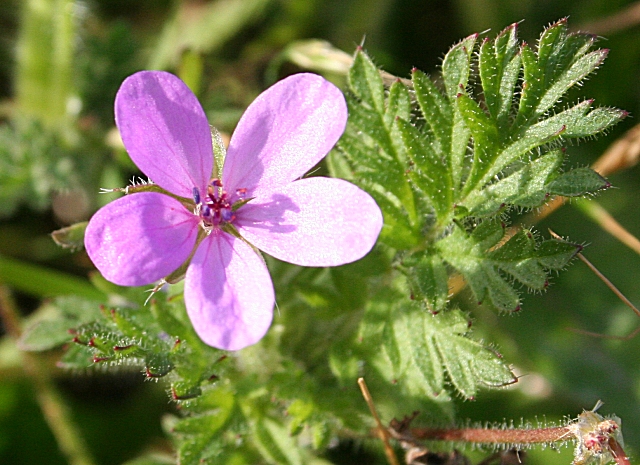 Common Storksbill (Erodium cicutarium) © Anne Burgess cc-by-sa/2.0 ...