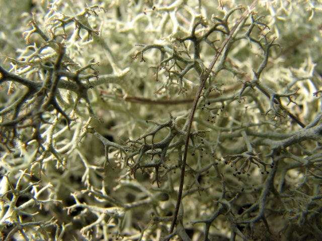 Reindeer Moss (Cladonia rangiferina) © Evelyn Simak cc-by-sa/2.0 ...