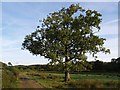 Oak tree near Norleigh Mill