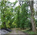 Track to Culfosie