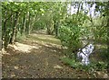 Pond and copse near Little Chessell