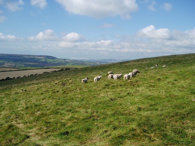 Grazing sheep on Week Down