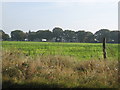 Field near Stoke Heath