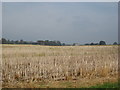 Field east of Buntingsdale
