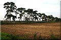 Elveden Estate trees