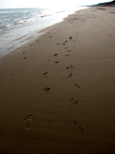 Footprints in the wet sand © Evelyn Simak cc-by-sa/2.0 :: Geograph ...