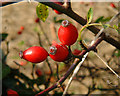 Barton Stacey - The Fruits of Autumn (2)