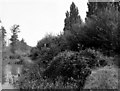 View east from Chertsey Road Bridge, Basingstoke Canal