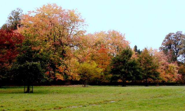 Acers in Chatsworth Park