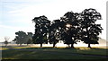 Early Morning Mist in Packington Park