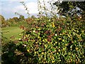 Plenty of wild berries waiting to be plucked