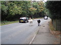 Donkeys on the main road