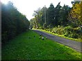 Peacocks on the Burrenmore Road