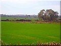 Fields near Cotton