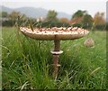 Parasol Mushroom on Castlemorton Common