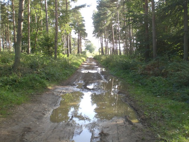 Track heading south out of Congham Heath Wood