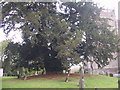 Very old tree in the grounds of St. Laurence Church in Alvechurch, Worcestershire.