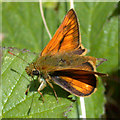 Large skipper butterfly (Ochlodes venata )