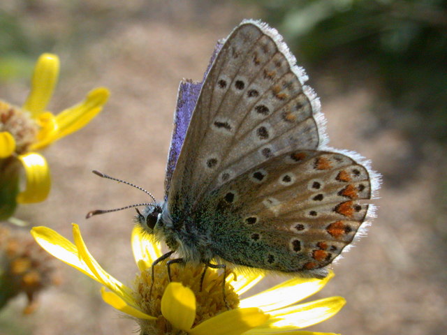 Common Blue butterfly (Polyommatus icarus )
