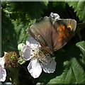 Meadow Brown butterfly (Maniola jurtina)