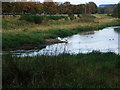 Wildfowl on Waterton Loch