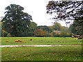 Highland Cattle at Wanlip