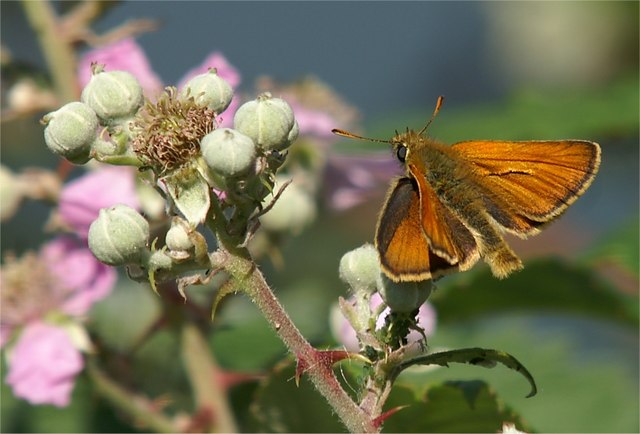 Small Skipper (Thymelicus sylvestris) on bramble (Rubus sp.), Great Orme