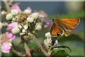 SH7783 : Small Skipper (Thymelicus sylvestris) on bramble (Rubus sp.), Great Orme by Mike Pennington